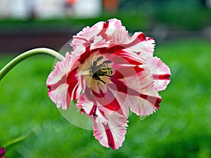 Single open Ã¢â¬ÅFlaming ParrotÃ¢â¬Â hybrid tulip.